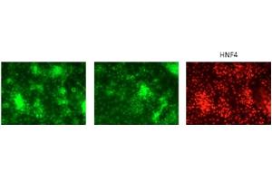 The cells are human embryonic stem cell line H1 differentiated to HNF4 positive hepatic progenitor cells. (GATA6 antibody  (Middle Region))