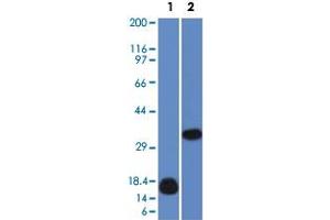 Western Blot analysis of Lane 1: human LGALS13 fragment recombinant protein and Lane 2: K562 cell lysate with LGALS13 monoclonal antibody, clone PP13/1161 . (LGALS13 antibody  (AA 23-134))