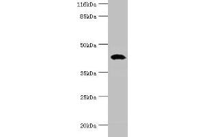 Western blot All lanes: STAC3 antibody at 12 μg/mL + Rat lung tissue Secondary Goat polyclonal to rabbit IgG at 1/10000 dilution Predicted band size: 42, 38, 21 kDa Observed band size: 42 kDa (STAC3 antibody  (AA 1-253))