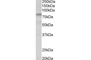 ABIN870644 (0. (TGM3 antibody  (AA 598-610))