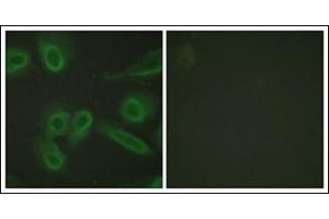 Immunofluorescence analysis of HeLa cells, using PECAM-1 Antibody. (CD31 antibody  (C-Term))