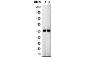 Western blot analysis of OCT3 expression in HT29 (A), JAR (B) whole cell lysates.