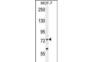 RARS Antibody (C-term) (ABIN655043 and ABIN2844674) western blot analysis in MCF-7 cell line lysates (35 μg/lane). (RARS antibody  (C-Term))