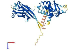 AlphaFold protein structure predicition of Mouse Recombinant Tdpoz2 Protein, UniprotID Q717B2