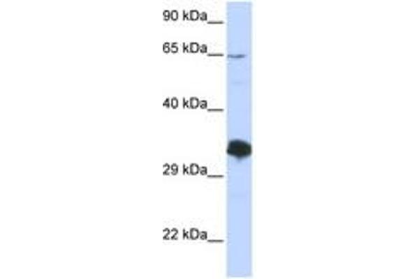 ZNF630 antibody  (C-Term)