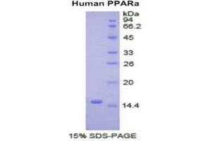 SDS-PAGE (SDS) image for Peroxisome Proliferator-Activated Receptor alpha (PPARA) (AA 61-170) protein (His tag) (ABIN2121848)