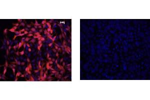 Immunofluorescence Microscopy of Mouse Anti-IDO1 Antibody. (IDO1 antibody)