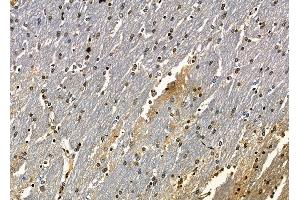 ABIN6262437 and ABIN6278874 at 1/100 staining rat brain tissue by IHC-P. (CARD18 antibody  (C-Term))
