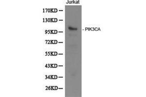 Western Blotting (WB) image for anti-Phosphoinositide-3-Kinase, Catalytic, alpha Polypeptide (PIK3CA) antibody (ABIN1874129) (PIK3CA antibody)