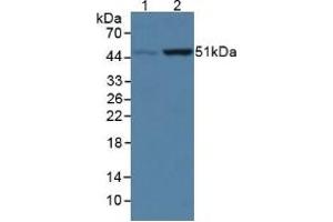 Figure. (COQ6 antibody  (AA 1-468))