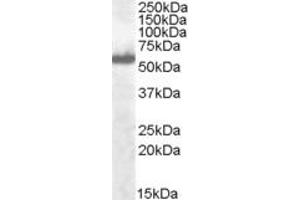 ABIN184812 (0. (IRF5 antibody  (C-Term))