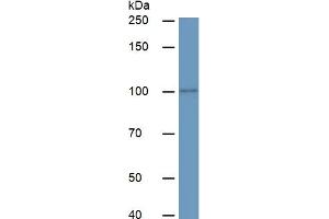 Rabbit Detection antibody from the kit in WB with Positive Control:  Sample Human serum. (TEK ELISA Kit)