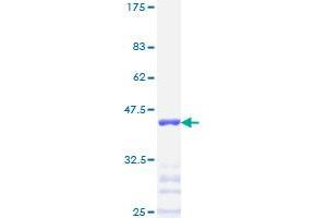 Image no. 1 for Transcription Factor AP-2 alpha (Activating Enhancer Binding Protein 2 Alpha) (TFAP2A) (AA 99-205) protein (GST tag) (ABIN1322523)