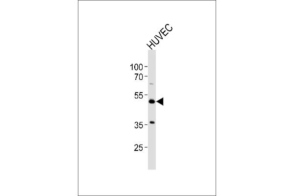 Prostacyclin Receptor antibody