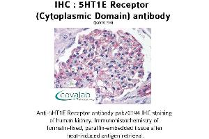 Image no. 1 for anti-Serotonin Receptor 1E (HTR1E) (3rd Cytoplasmic Domain) antibody (ABIN1731355) (Serotonin Receptor 1E antibody  (3rd Cytoplasmic Domain))