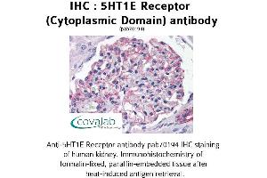 Image no. 1 for anti-Serotonin Receptor 1E (HTR1E) (3rd Cytoplasmic Domain) antibody (ABIN1731355)