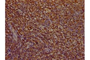 IHC image of ABIN7142037 diluted at 1:100 and staining in paraffin-embedded human tonsil tissue performed on a Leica BondTM system. (Phospholipase C gamma 2 antibody  (AA 299-528))