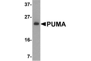 Western Blotting (WB) image for anti-BCL2 Binding Component 3 (BBC3) (N-Term) antibody (ABIN1031530) (PUMA antibody  (N-Term))