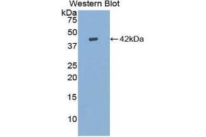 Western Blotting (WB) image for anti-Insulin-Like Growth Factor 1 (IGF1) (AA 53-132) antibody (ABIN1859295) (IGF1 antibody  (AA 53-132))