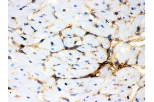 Anti- Annexin A3 Picoband antibody, IHC(F) IHC(F): Mouse Cardiac Muscle Tissue (Annexin A3 antibody  (Middle Region))