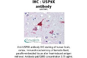Image no. 1 for anti-Ubiquitin Specific Peptidase 9, X-Linked (USP9X) (C-Term) antibody (ABIN1740619) (USP9X antibody  (C-Term))