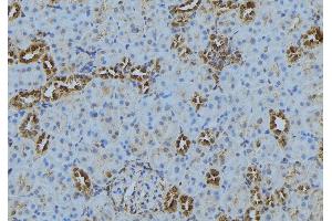 ABIN6272875 at 1/100 staining Mouse kidney tissue by IHC-P.