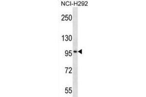 Western Blotting (WB) image for anti-Midline 2 (MID2) antibody (ABIN2997446)