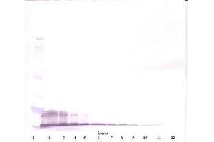 Image no. 2 for anti-Chemokine (C-X-C Motif) Ligand 11 (CXCL11) antibody (ABIN1498771)