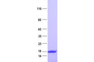 Validation with Western Blot (GEMIN7 Protein (His tag))