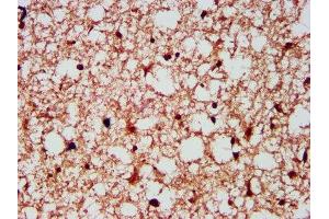 IHC image of ABIN7153815 diluted at 1:300 and staining in paraffin-embedded human brain tissue performed on a Leica BondTM system. (Gephyrin antibody  (AA 360-460))