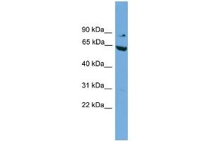 WB Suggested Anti-RALBP1 Antibody Titration: 0.
