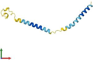 AlphaFold protein structure predicition of Mouse Recombinant Hrk Protein, UniprotID P62816 (HRK Protein (AA 1-92) (His tag))