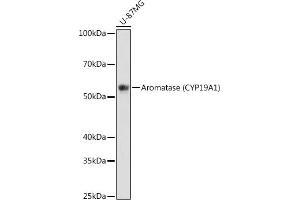 Western blot analysis of extracts of U-87MG cells, using Aromatase (CYP19) antibody (2238) at 1:1000 dilution. (Aromatase antibody)