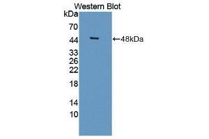 Western Blotting (WB) image for anti-serpin Peptidase Inhibitor, Clade I (neuroserpin), Member 1 (SERPINI1) (AA 17-410) antibody (ABIN1869555) (Neuroserpin antibody  (AA 17-410))