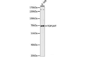 Western blot analysis of extracts of A-549 cells using TOP1MT Polyclonal Antibody at dilution of 1:1000.