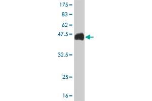 Western Blot detection against Immunogen (36. (CDX4 antibody  (AA 71-170))