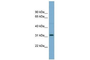 OR2AT4 antibody  (N-Term)