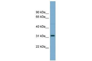 OR2AT4 antibody used at 1 ug/ml to detect target protein. (OR2AT4 antibody  (N-Term))