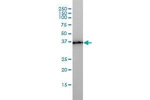 PL6 monoclonal antibody (M01), clone 3D4 Western Blot analysis of PL6 expression in HepG2 . (TMEM115 antibody  (AA 1-351))