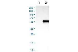 Western Blot (Cell lysate) analysis of (1) Negative control (vector only transfected HEK293T lysate), and (2) wNT10A over-expression lysate (Co-expressed with a C-terminal myc-DDK tag (~3. (WNT10A antibody)