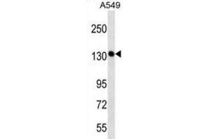 Western Blotting (WB) image for anti-PDS5, Regulator of Cohesion Maintenance, Homolog A (PDS5A) antibody (ABIN2998750) (PDS5A antibody)