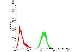 Flow cytometric analysis of Hela cells using GFPT1 mouse mAb (green) and negative control (red). (GFPT1 antibody  (AA 536-681))