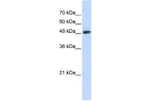 WB Suggested Anti-C14orf130 Antibody Titration:  0. (UBR7 antibody  (N-Term))