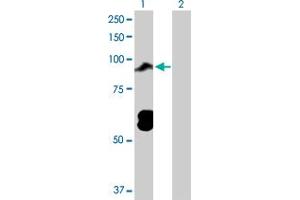 Western Blot analysis of TOP3B expression in transfected 293T cell line by TOP3B MaxPab polyclonal antibody. (TOP3B antibody  (AA 1-862))