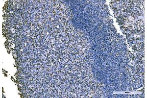 anti-Karyopherin alpha 2 (RAG Cohort 1, Importin alpha 1) (KPNA2) (AA 51-529) antibody