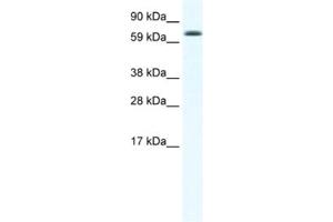 Western Blotting (WB) image for anti-Early B-Cell Factor 4 (EBF4) antibody (ABIN2461541) (EBF4 antibody)