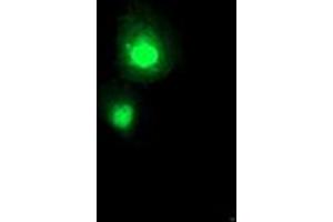 Anti-SERPINA5 mouse monoclonal antibody (ABIN2455637) immunofluorescent staining of COS7 cells transiently transfected by pCMV6-ENTRY SERPINA5 (RC203599). (SERPINA5 antibody)