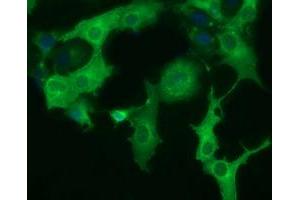 Anti-DYNC1LI1 mouse monoclonal antibody (ABIN2452964) immunofluorescent staining of COS7 cells transiently transfected by pCMV6-ENTRY DYNC1LI1 (RC222010). (DYNC1LI1 antibody)