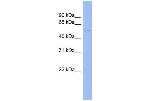 WB Suggested Anti-EFEMP1 Antibody Titration:  0. (FBLN3 antibody  (Middle Region))