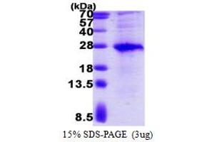 V-Set and Transmembrane Domain Containing 2 Like (VSTM2L) (AA 25-204) protein (His tag)